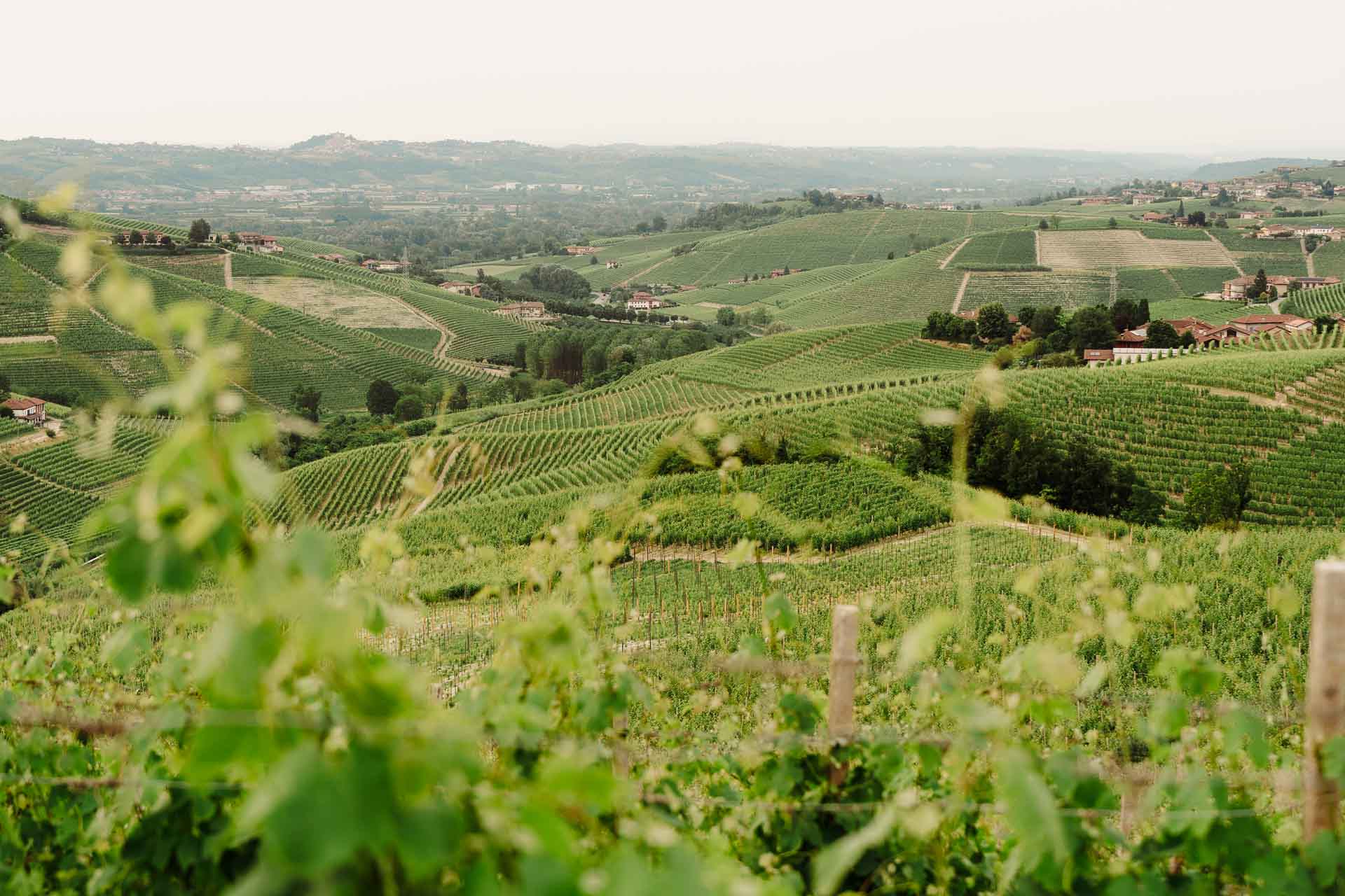 Le colline di vigne delle Langhe, viste tra i tralci