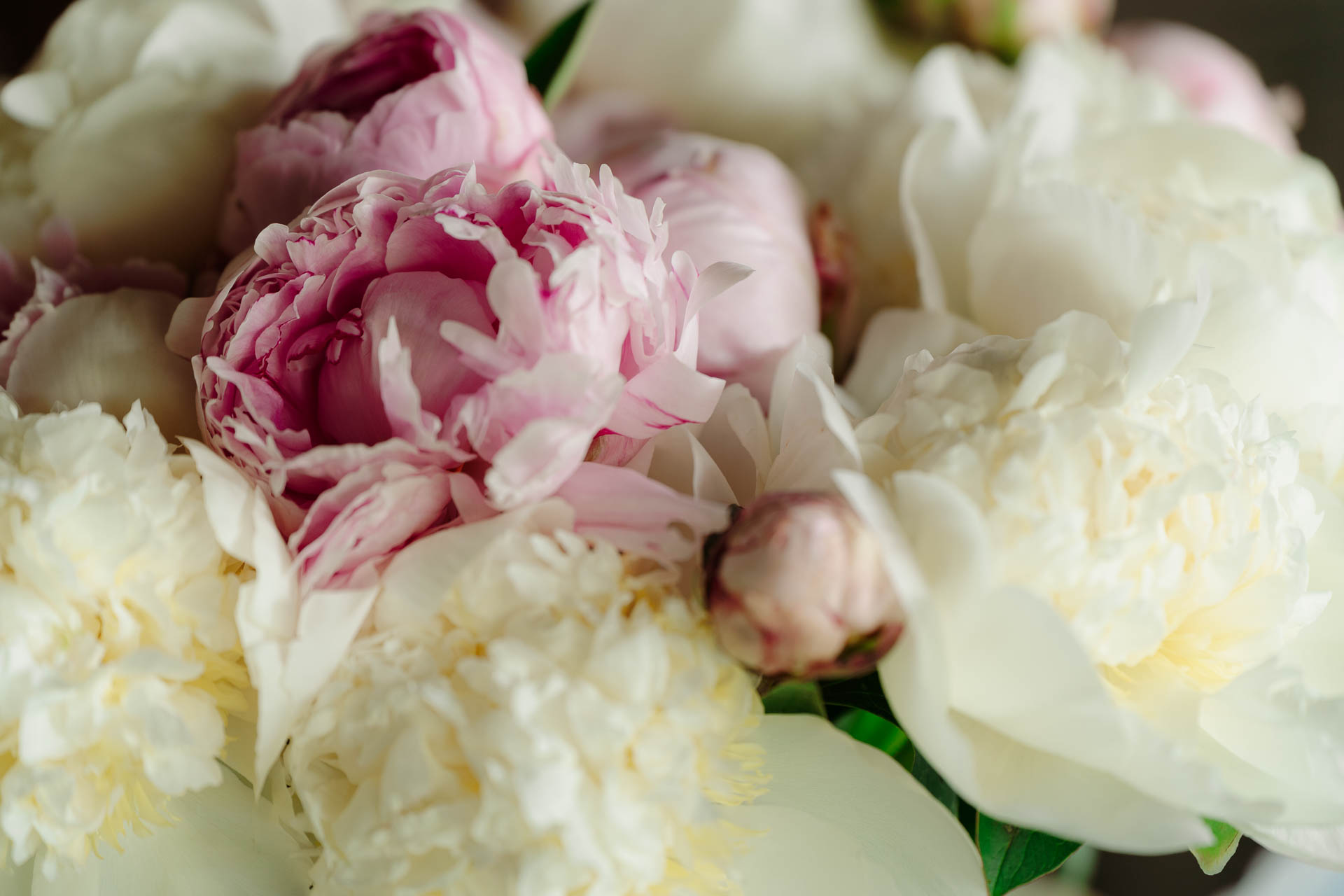 Peonie rosa e bianche