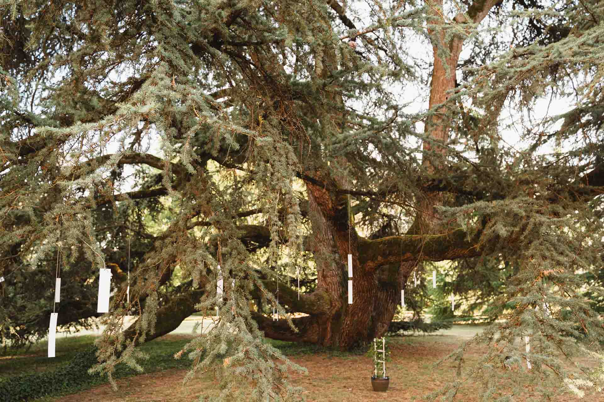 Il grande cedro del parco, con i biglietti appesi ai rami