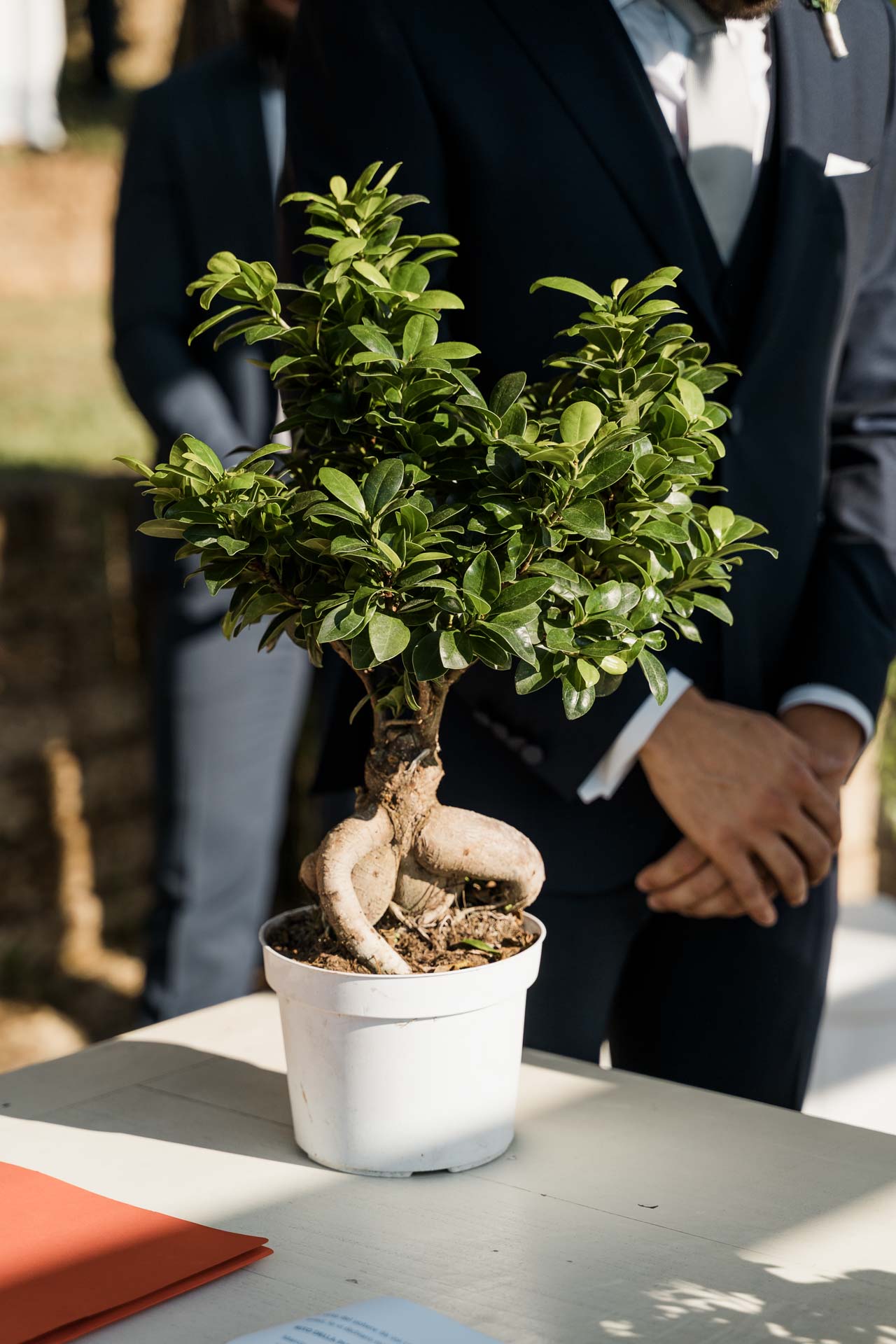 Un piccolo ficus in vaso sul tavolo della cerimonia