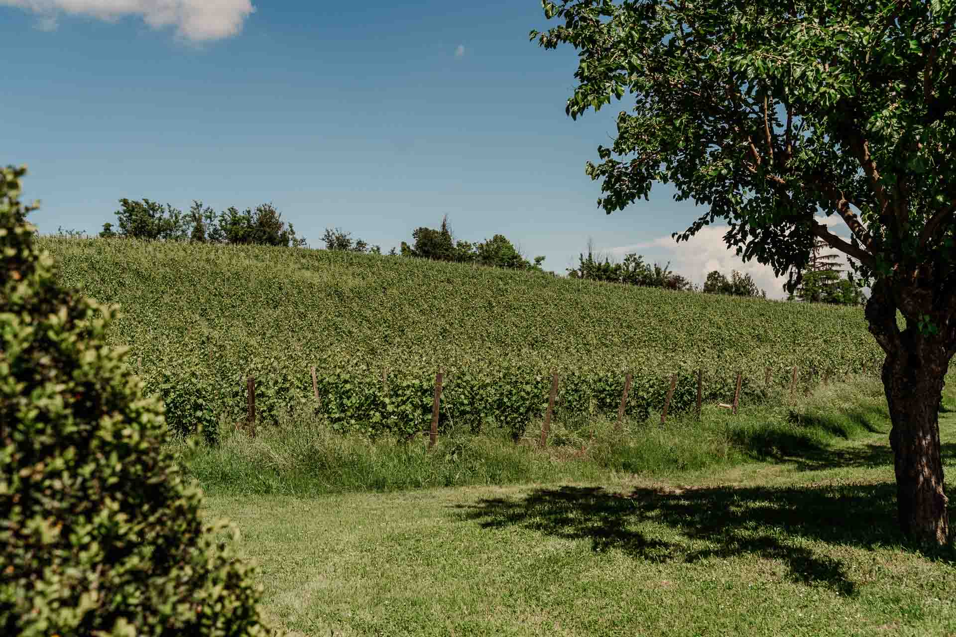 La vigna dietro il Relais Sant'Uffizio, nel Monferrato, sotto il cielo azzurro