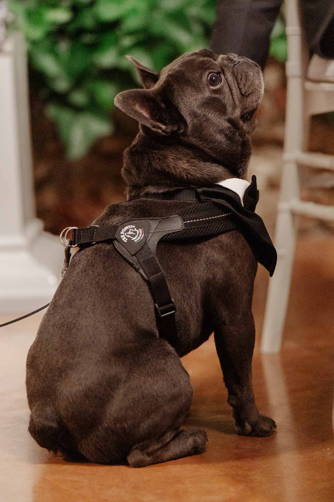Il bulldog francese seduto, con la pettorina