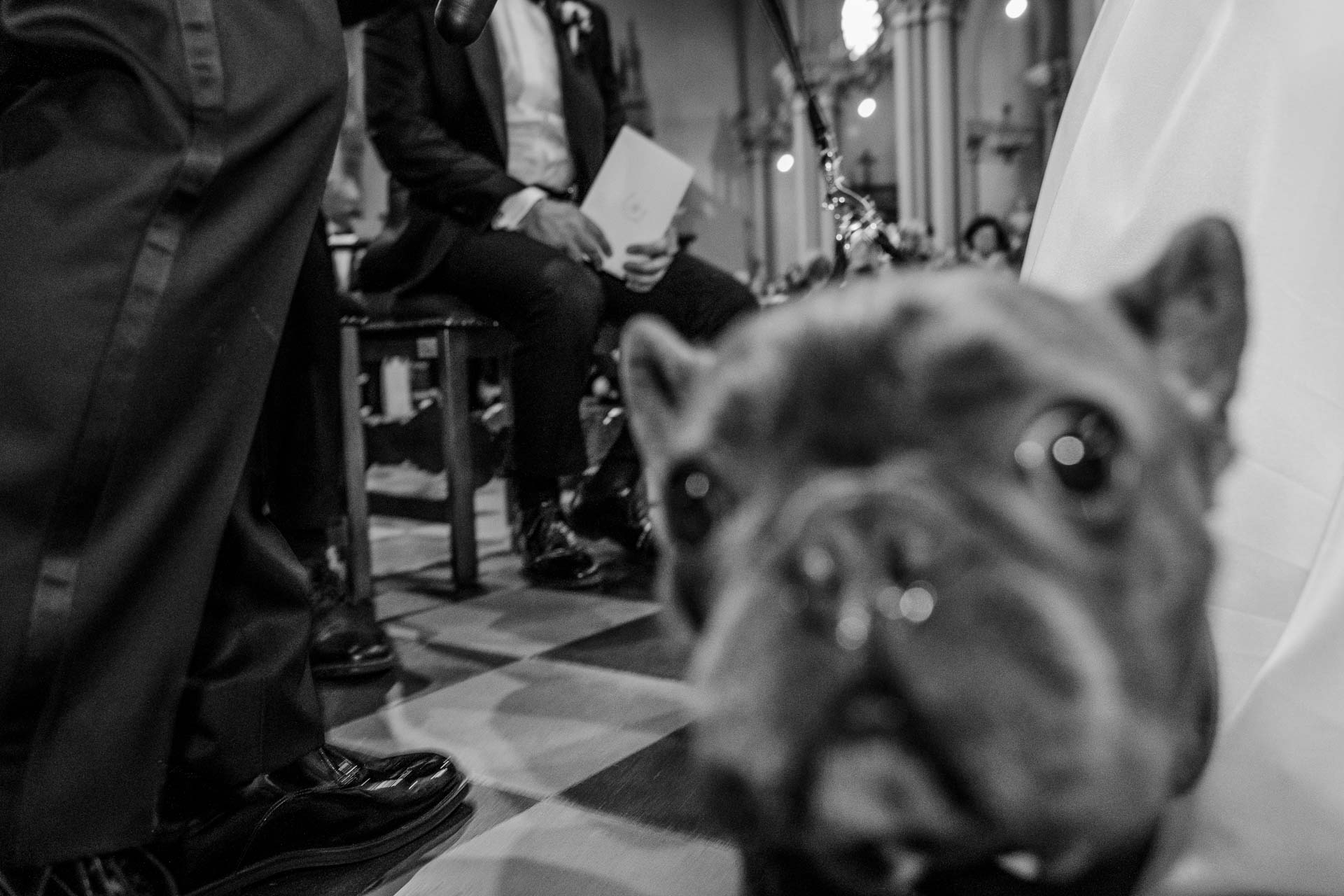 In bianco e nero, il bulldog francese davanti all'altare